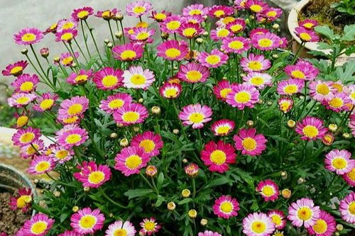 菊科花卉，新手养哪些品种蕞省心？如何避坑？