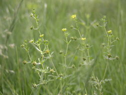 与自然界的黄缘对比