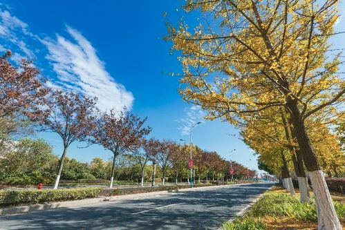 榉树春天啥时候长叶子，榉树的叶子会变红吗？