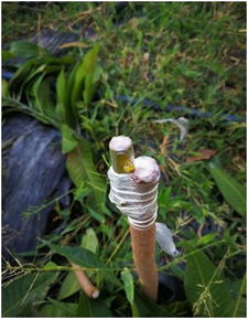 樱桃嫁接技术哪家强？时间与方法如何掌握