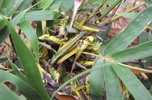 病毒快递员：叶蝉， 传播黄化病