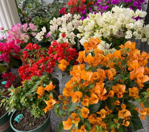 初冬的彩色盛宴：11月那些开花的“小精灵”