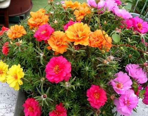 四月下种， 六月成景