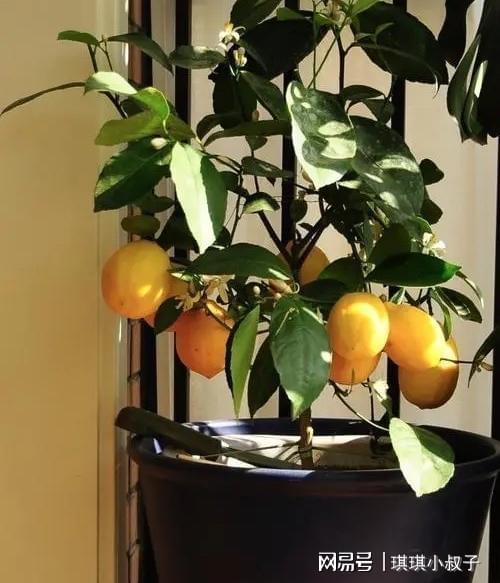柠檬树室内种植：土壤选择与养护小秘籍