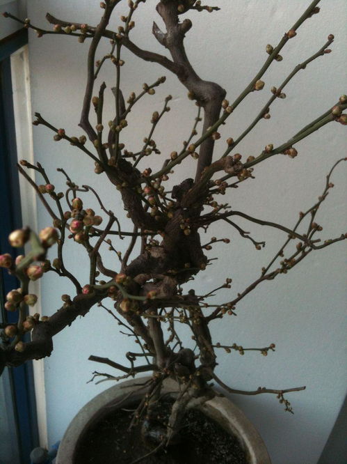 养护红腊梅的注意事项