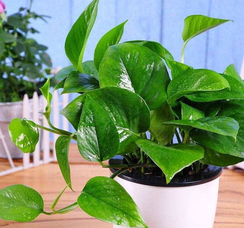 绿萝：夏天的绿色守护者