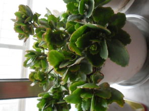 卧室助眠选它准没错