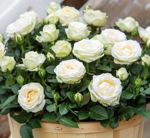 盈盈粉月季：颜值真的超高吗？