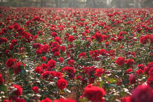 水分， 得像照顾婴儿一样