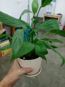 白掌为何叶尖干枯？