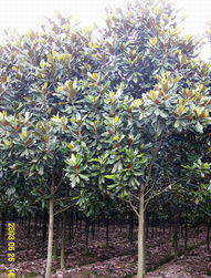 嫁接前的准备工作，得好好想想呢