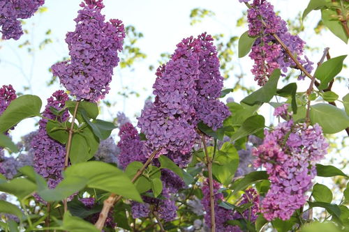 雄蕊上的花球， 颜色有点像小豆豆