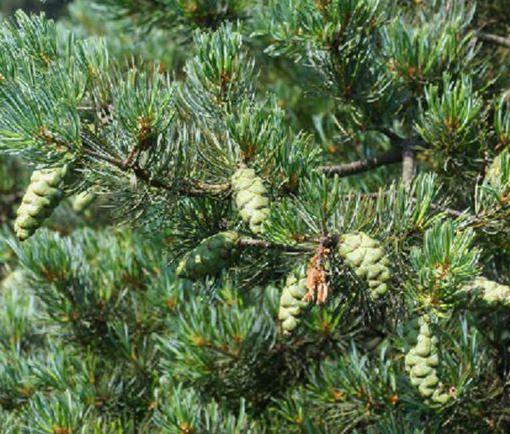 育苗户的秘方：酸蚀后拌入松针腐殖土冷藏， 发芽整齐度提升37%