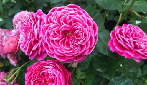 月季花的身份揭秘