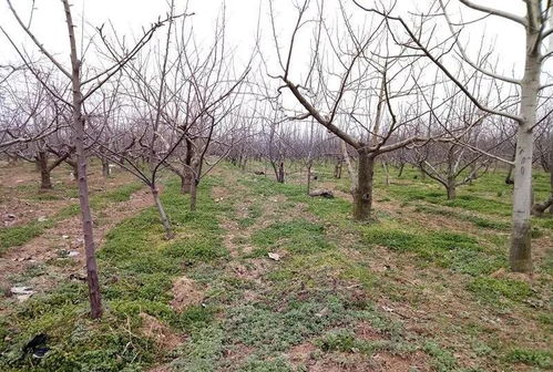 春季樱桃树浇水指南：确保丰收的关键步骤