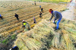 贵州遵义市推广机械化秸秆还田技术，有效减少环境污染，助力花卉产业绿色发展