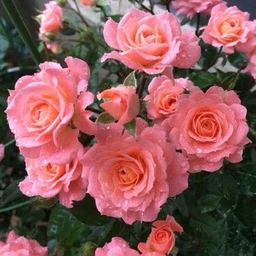 长得高高的， 但要照顾它