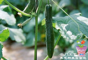 七月和八月的蔬菜种植大全