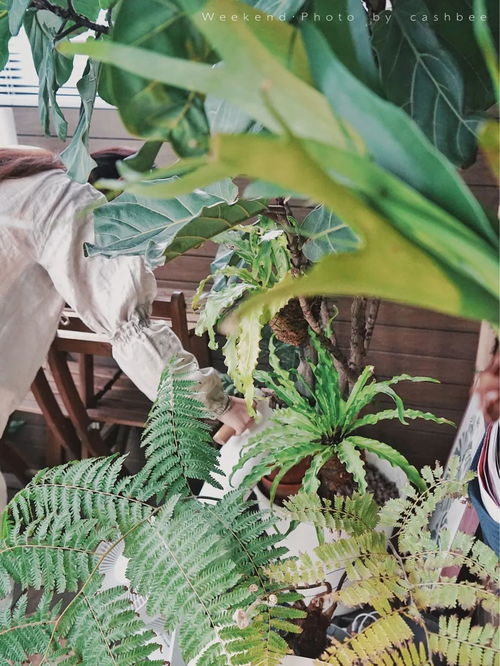 北方植物推荐：抗寒耐旱