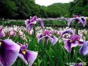 鸢尾花的花语之美究竟隐藏着怎样的意义与象征