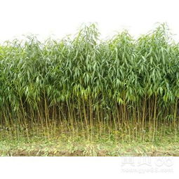 种草的秘诀，你懂吗？