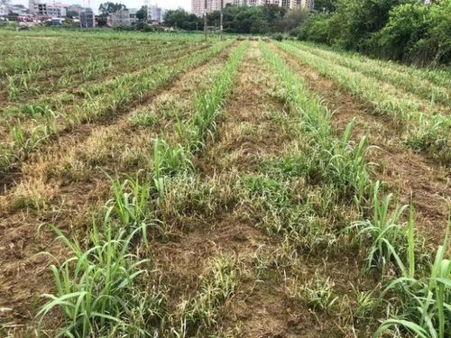 甘蔗除草剂新成分详解