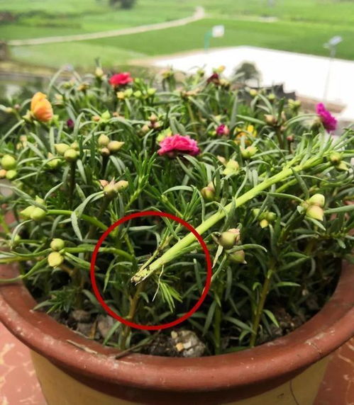 耐阴小清新， 阳台也嫩养花