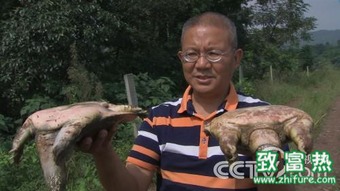落魄中年汉刘幸全，养甲鱼意外发现一招制胜之道