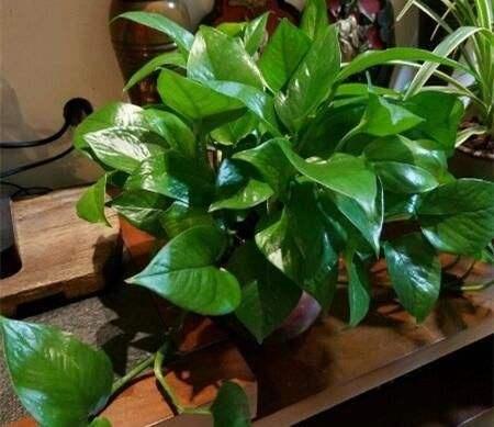 让花卉叶子梗绿的方法