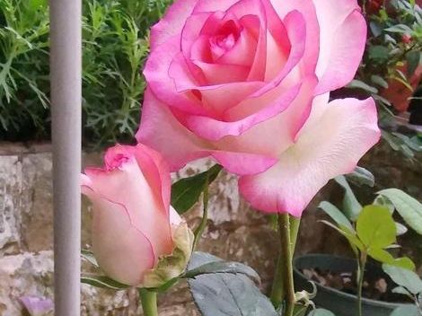 月季花的浇水原则：间干浇灌