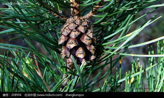 松塔与普通松果的区别：