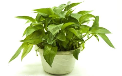 土壤的选择与绿萝的耐寒Neng力