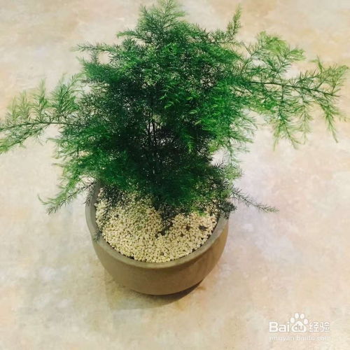 送领导家，爆款花卉选什么？