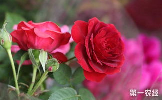 红玫瑰养殖方法与注意事项