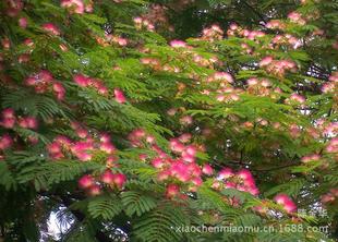 花卉树木名称大全， 你的园艺向导