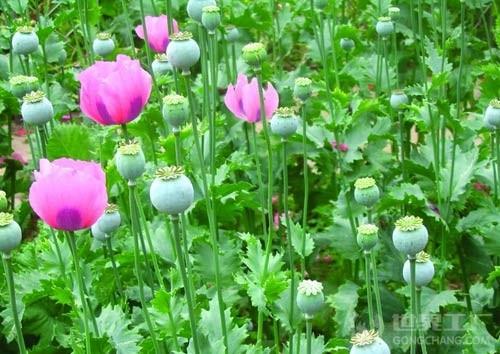 植物百科百度网盘下载还是植物世界探秘嗯？初学者选哪个梗详细？