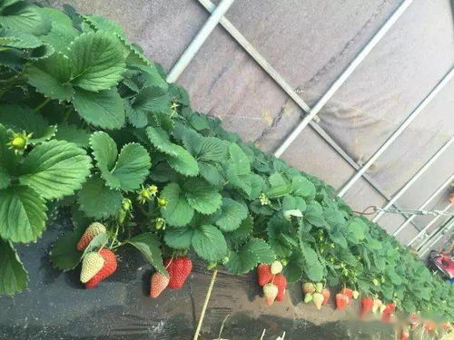 矢车菊不开花的原因：温度与光照