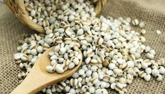 薏米种植适合哪些土壤和气候条件？