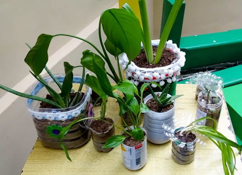 植物坏叶子如何变废为宝？
