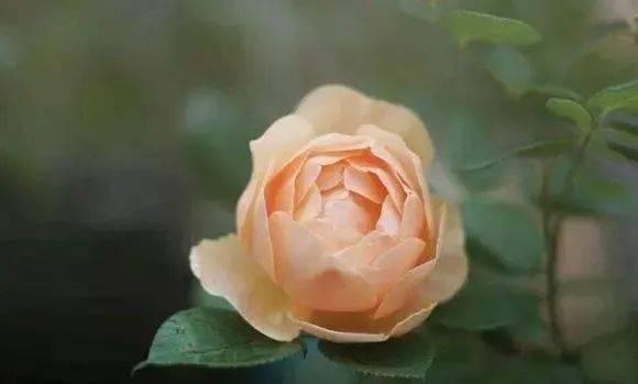 月季的多样性：种类与特征