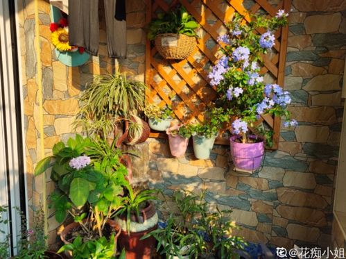 阳台院子种花：这9种耐寒花卉， 零下10度dou不怕