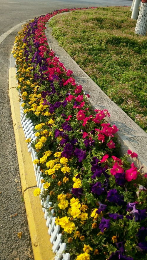 路边花卉：观赏与实用并存