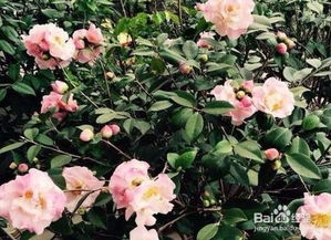 盆栽茶花烂根了怎么办？