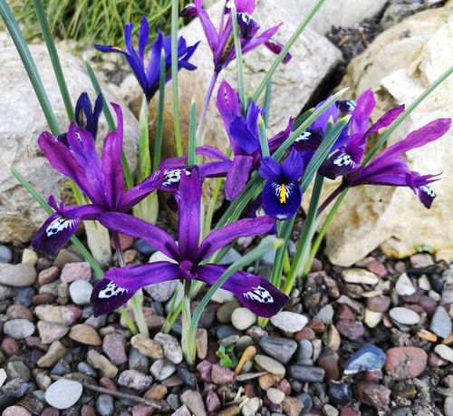 “耧斗菜耐寒耐晒，爆款花卉新宠”