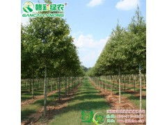 科学选址， 橡树成活率翻倍提升