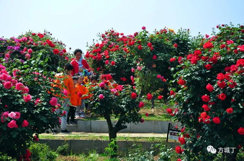 南召县方圆苗木种植农民专业合作社