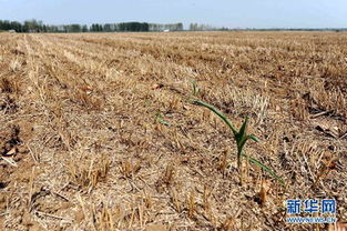 西洋参白粉病对生长的影响