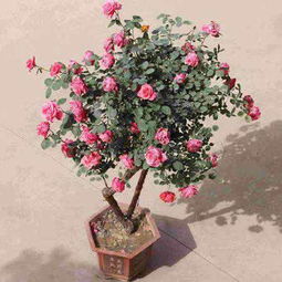 古桩月季，大自然的艺术品