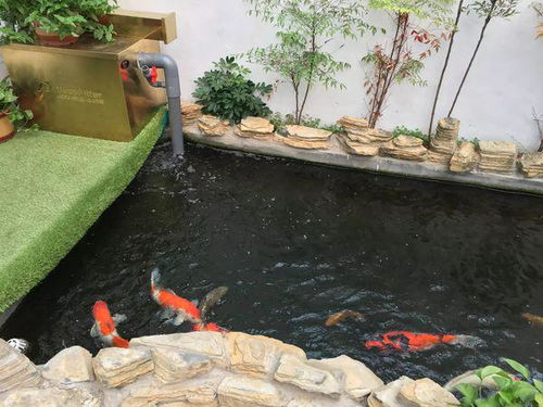虾池水浑和鱼塘水黄的原因是什么该如何调整水质？