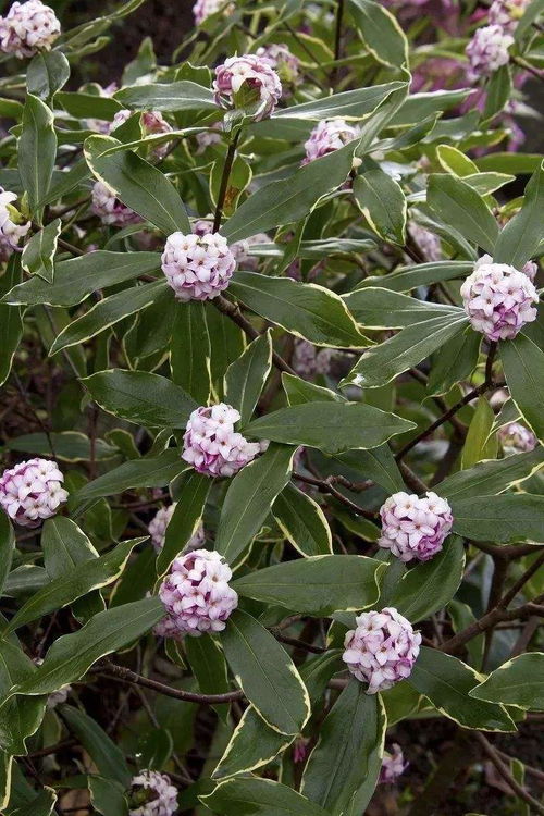 结香花形似茉莉，香浓